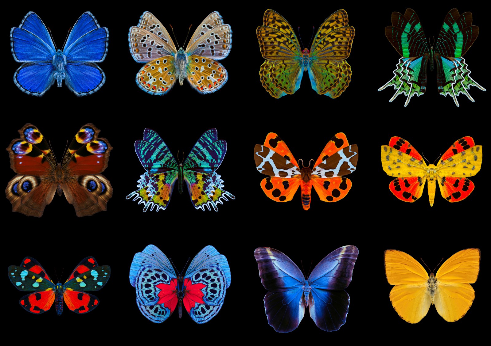 Butterfly-collage
